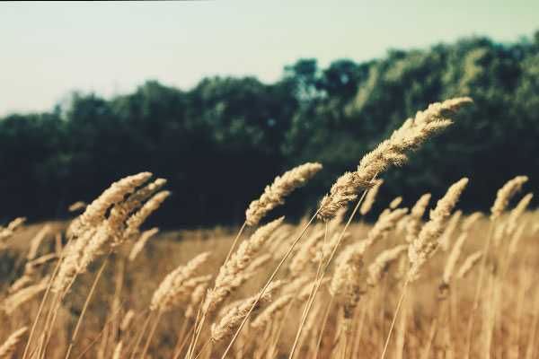 网络手机号免费版